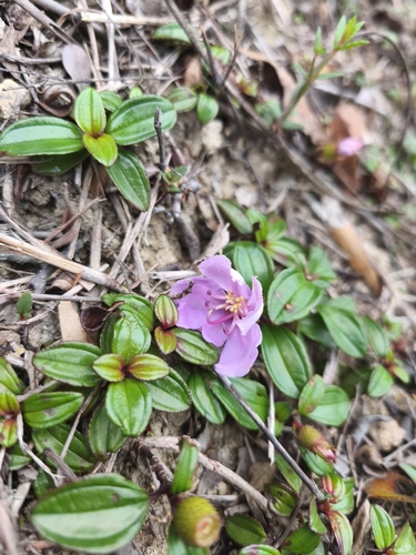 Melastoma dodecandrum, photograph 5