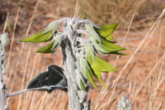 Crotalaria cunninghamii