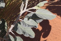 Crotalaria cunninghamii