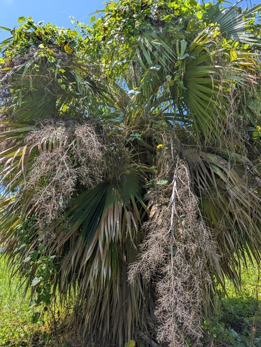 Sabal causiarum, photograph 4