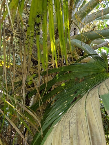 Sabal causiarum, photograph 5