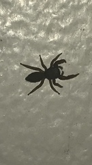 Metacyrba