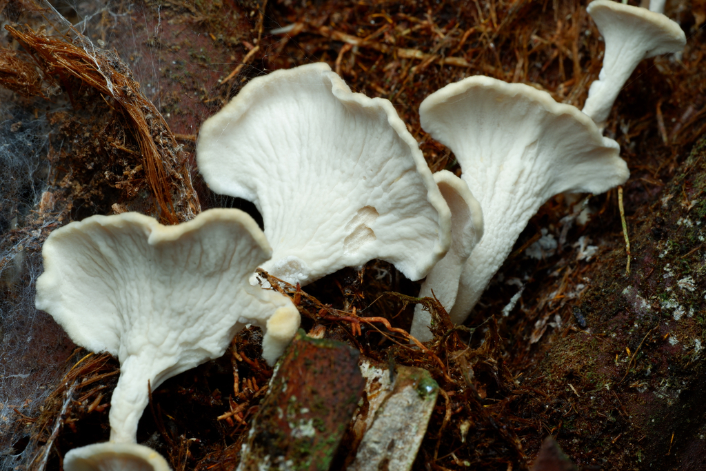 Podoserpula insignis · May 2025 · photo: © celadonfern (iNaturalist, cc-by)