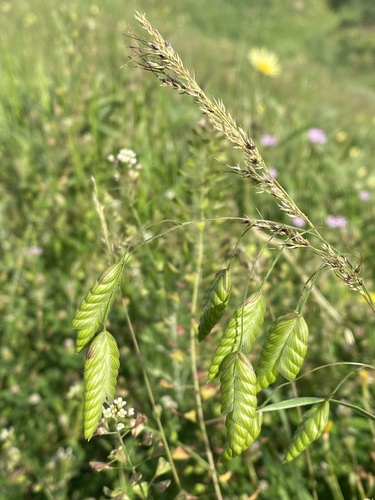 Bromus briziformis iNat (2)