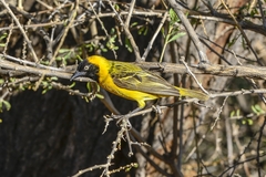 Ploceus intermedius cabanisii