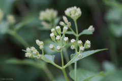 Ageratina herbacea