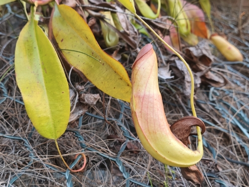 Image of Nepenthes mirabilis by (c) Muhammad HEEMBOO, some rights reserved (CC BY)