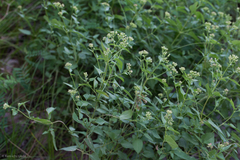 Ageratina herbacea