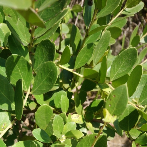 Image of Maytenus procumbens by (c) Henry de Lange, some rights reserved (CC BY)