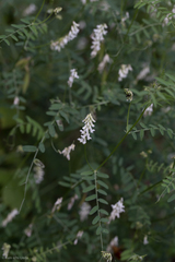 Vicia pulchella