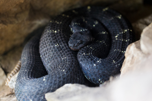 Arizona Black Rattlesnake
