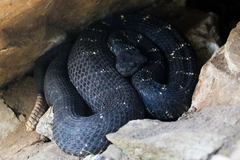 Crotalus cerberus
