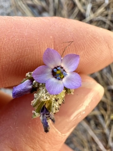 Image of Gilia millefoliata by no rights reserved