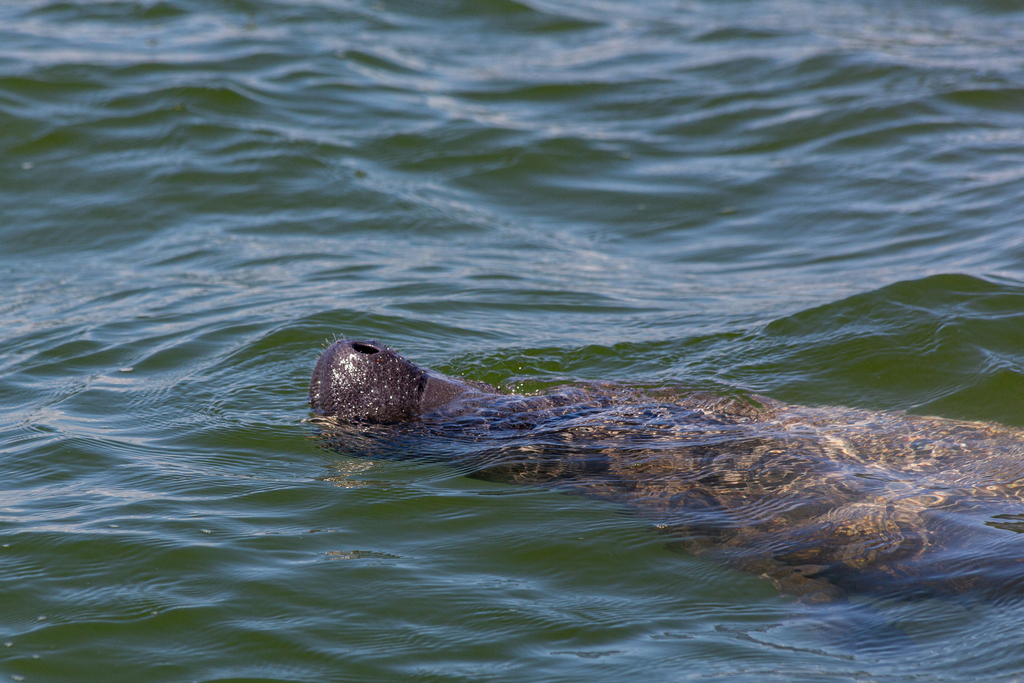 Antillean manatee head and back at the surface, Quintana Roo