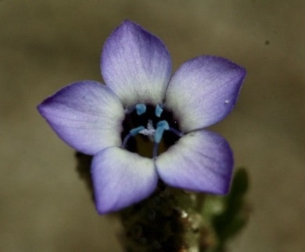 Image of Gilia millefoliata by no rights reserved