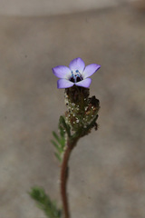 Gilia millefoliata, photograph author not stated, no rights reserved