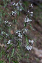Monarda citriodora austromontana