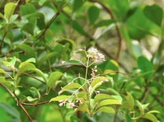 Urceola rosea
