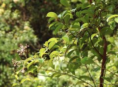Urceola rosea