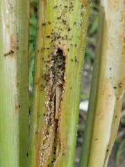 Rhopalosiphum enigmae