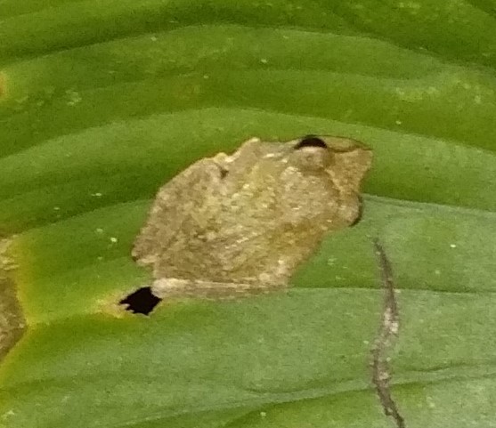 Hazel's Forest Frog