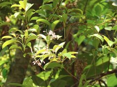 Urceola rosea
