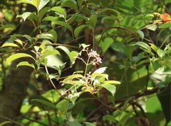 Urceola rosea