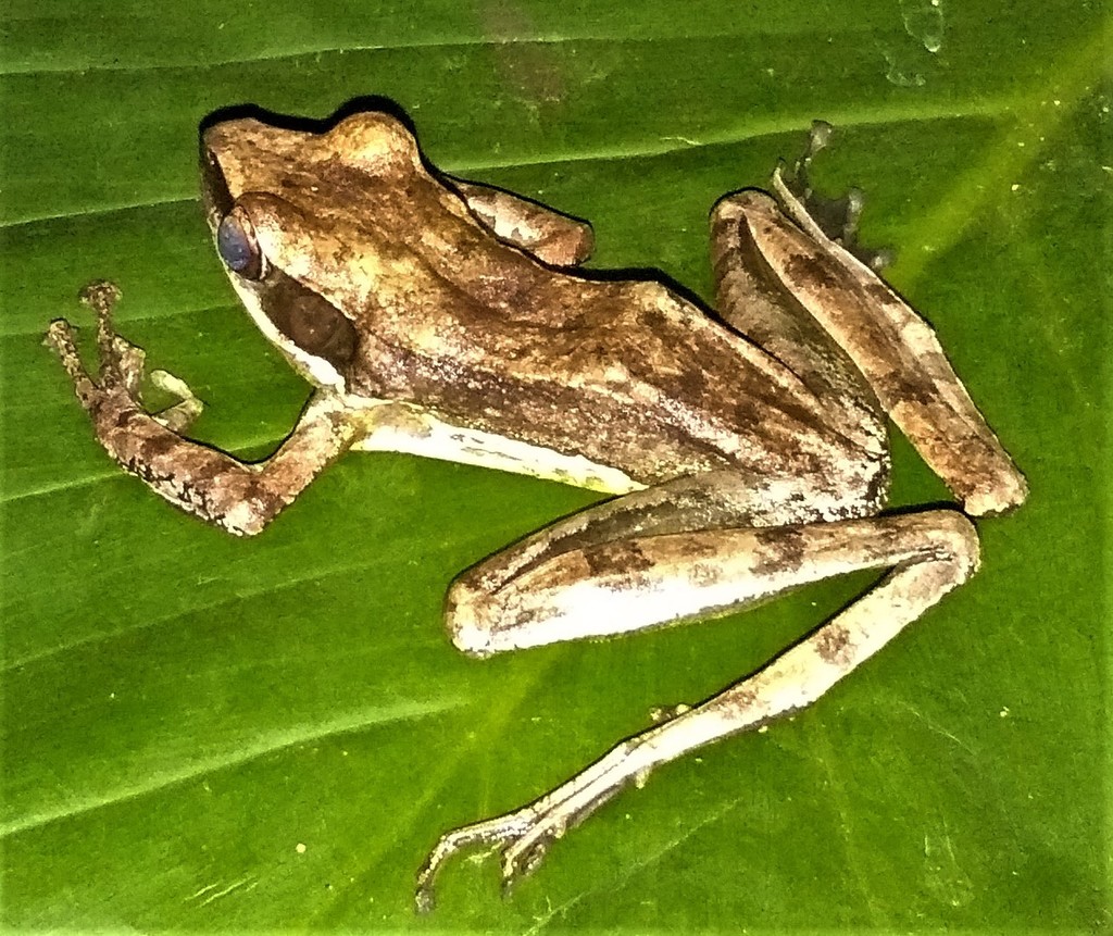 Sanguirana acai