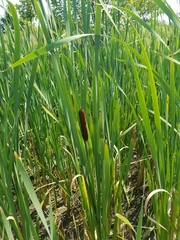 Rhopalosiphum enigmae