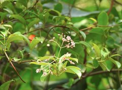 Urceola rosea