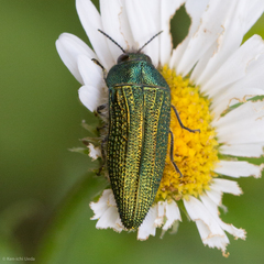 Acmaeodera resplendens