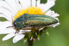 Acmaeodera resplendens