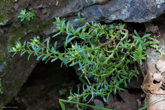 Sedum cockerellii