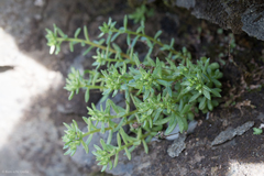 Sedum cockerellii