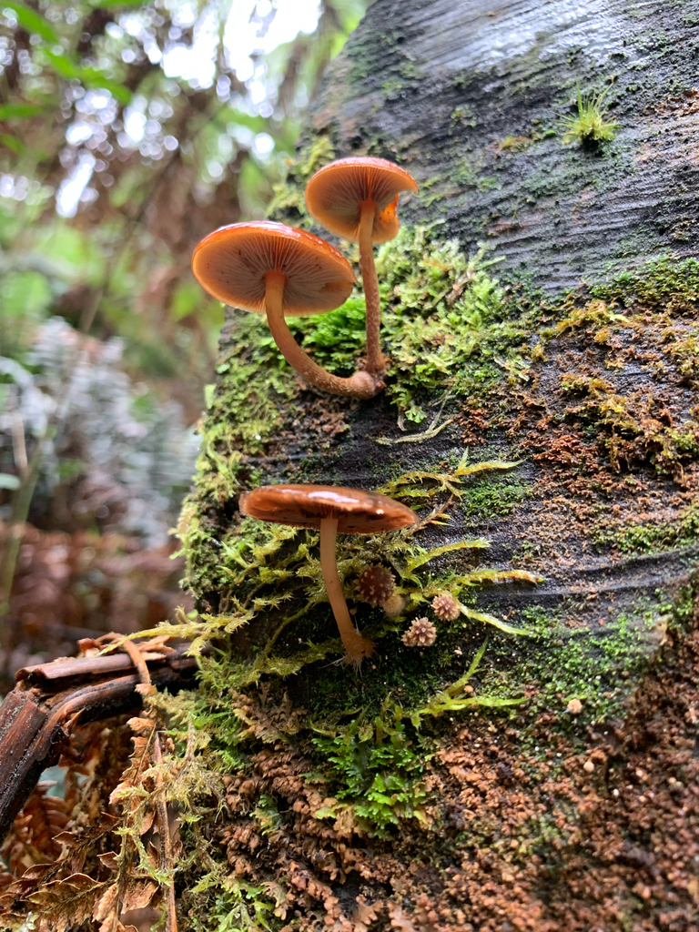 Psathyrella echinata · May 2025 · photo: © celadonfern (iNaturalist, cc-by)
