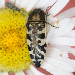 Acmaeodera decipiens