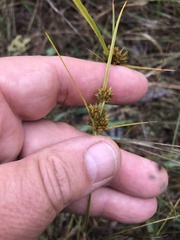 Cyperus houghtonii