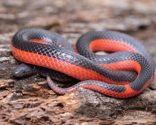 Geophis cansecoi