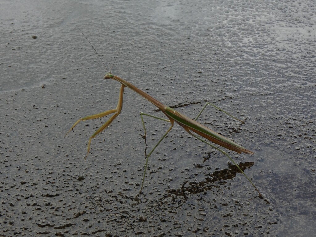 Stick Mantis