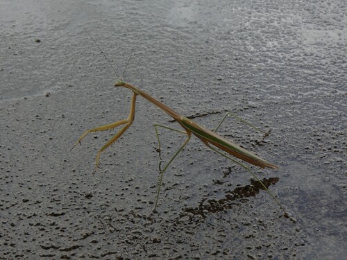 Stick Mantis