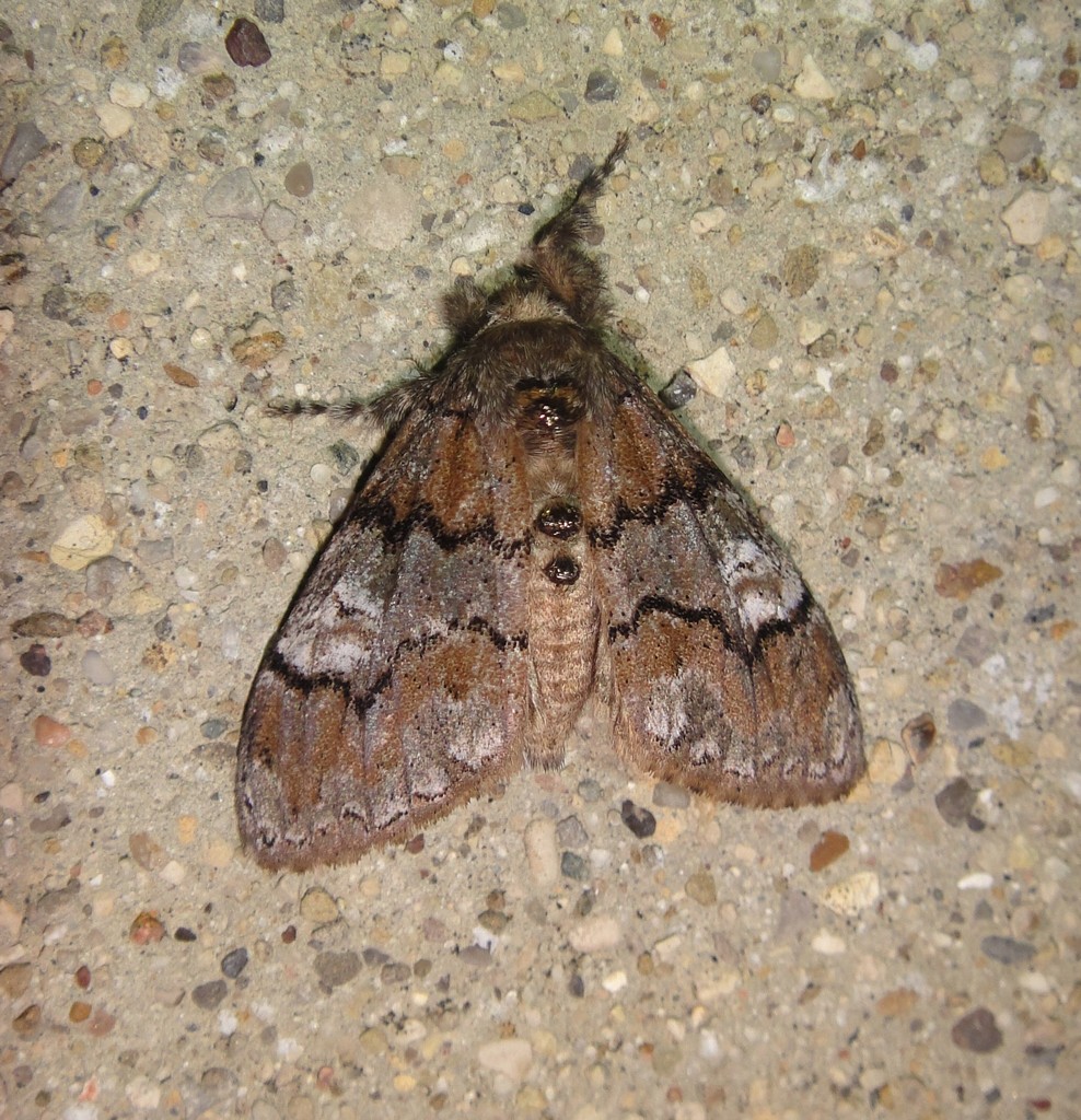 Cinnamon Tussock Moth