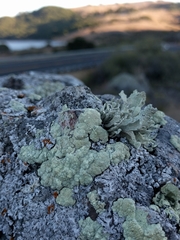Protoparmeliopsis pinguis