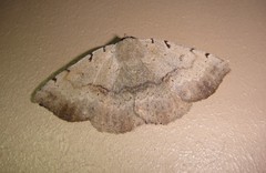 Spiloloma lunilinea