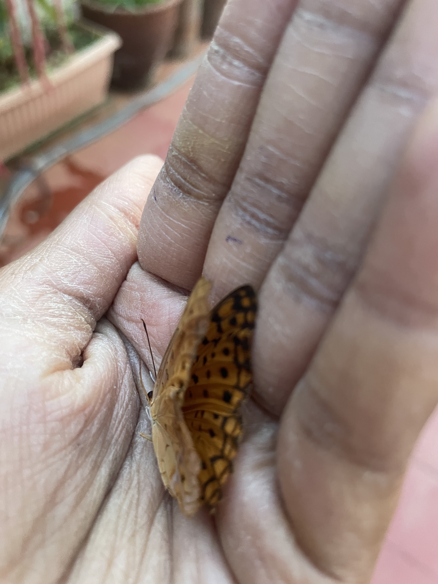 Common Leopard