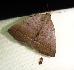 Zanclognatha obscuripennis