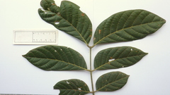 Tachigali densiflora