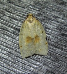 Sparganothis xanthoides