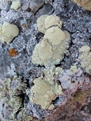 Protoparmeliopsis pinguis