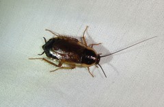Parcoblatta pennsylvanica