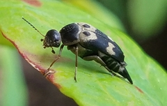 Glipa oculata